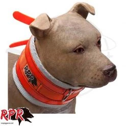 Pet Accessories RPR Nimmie Cut Collar